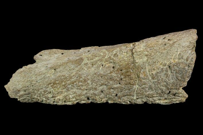 Ankylosaur Scute - Alberta (Disposition #-) #129387